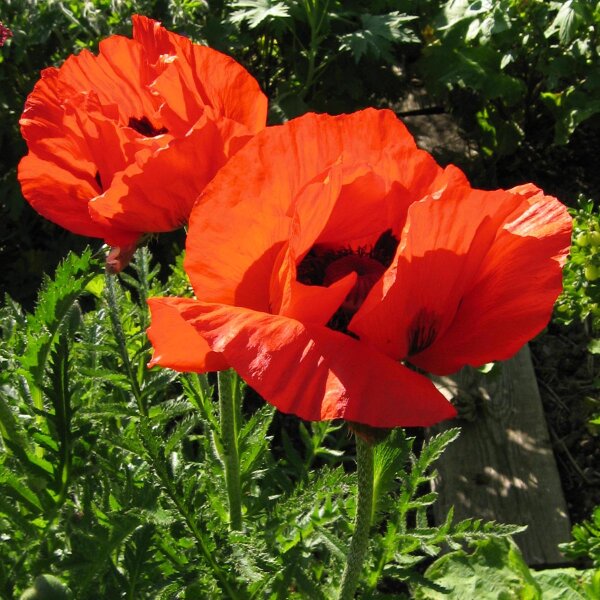 Oosterse klaproos Allegro (Papaver orientale) zaden