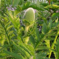Oosterse klaproos Allegro (Papaver orientale) zaden
