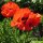 Oosterse klaproos Allegro (Papaver orientale) zaden
