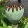 Oosterse klaproos Allegro (Papaver orientale) zaden