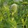 Oosterse klaproos Allegro (Papaver orientale) zaden