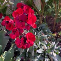 Muurbloem Scarlet Emperor  (Erysimum cheiri) zaden