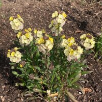 Muurbloem Ivory White (Erysimum cheiri) zaden