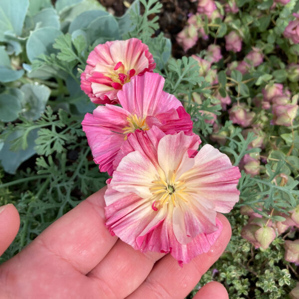 Californische goudpapaver Rose Chiffon (Eschscholzia californica) zaden