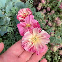 Californische goudpapaver Rose Chiffon (Eschscholzia...