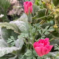 Californische goudpapaver Rose Chiffon (Eschscholzia...