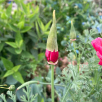 Californische goudpapaver Rose Chiffon (Eschscholzia californica) zaden