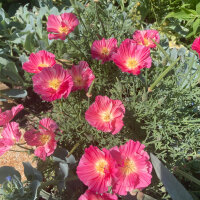 Californische goudpapaver Rose Chiffon (Eschscholzia californica) zaden
