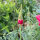 Californische goudpapaver Rose Chiffon (Eschscholzia californica) zaden