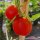 Tomaat De Berao (Solanum lycopersicum) bio zaad