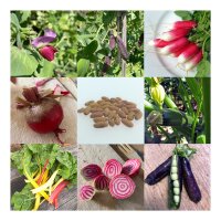 Groente voor beginners op het balkon en in de tuin (bio) – zaad set