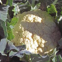 Bloemkool Neckarperle (Brassica oleracea var. botrytis)...