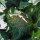 Bloemkool Neckarperle (Brassica oleracea var. botrytis) bio zaad