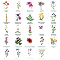 Magische tijd - bio-zaden-adventskalender - wilde bloemenextase