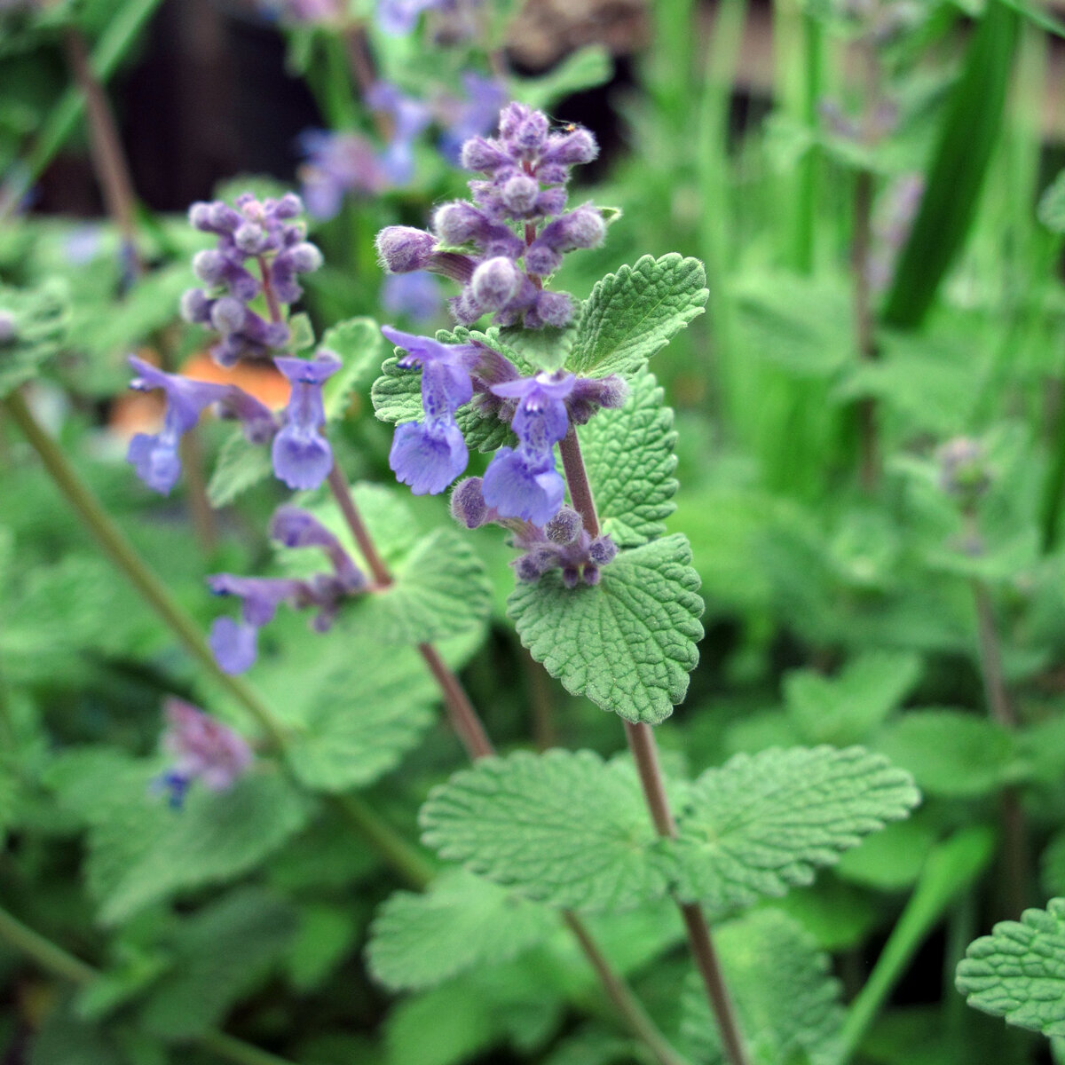kattenkruid-nepeta-cataria-bio-zaad