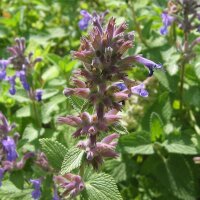 Kattenkruid (Nepeta cataria) bio zaad