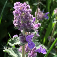 Kattenkruid (Nepeta cataria) bio zaad