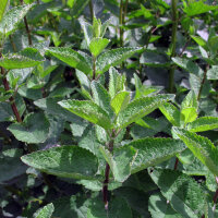 Kattenkruid (Nepeta cataria) bio zaad