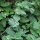 Kattenkruid (Nepeta cataria) bio zaad