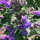 Kattenkruid (Nepeta cataria) bio zaad