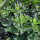 Kattenkruid (Nepeta cataria) bio zaad
