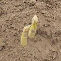 Bleke asperges Ruhm von Braunschweig (Asparagus officinalis) zaden