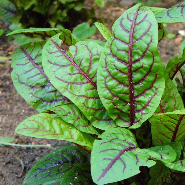 Bloedzuring (Rumex sanguineus) zaden