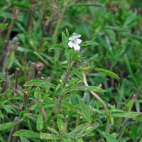 Bonenkruid (Satureja hortensis) zaden