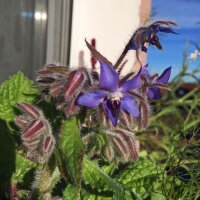 Bernagie (Borago officinalis) zaden