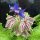 Bernagie (Borago officinalis) zaden
