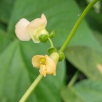 Gewone boon Pfälzer Juni (Phaseolus vulgaris) zaden