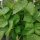 Gewone boon Pfälzer Juni (Phaseolus vulgaris) zaden