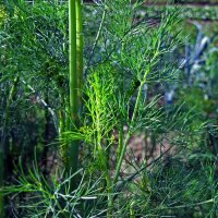 Dille (Anethum graveolens) zaden