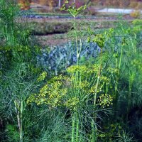 Dille (Anethum graveolens) zaden