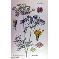 Dille (Anethum graveolens) zaden