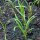 Dille (Anethum graveolens) zaden