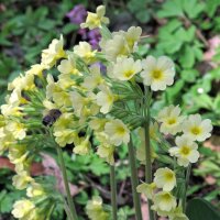 Gulden sleutelbloem (Primula veris) zaden