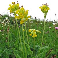 Gulden sleutelbloem (Primula veris) zaden