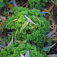 Andijviesalade Groene Escariol (Cichorium endivia) zaden