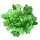 Andijviesalade Groene Escariol (Cichorium endivia) zaden