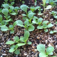 Veldsla/ rapunzelsla Donkergroene rasechte (Valerianella locusta) zaden