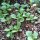 Veldsla/ rapunzelsla Donkergroene rasechte (Valerianella locusta) zaden