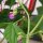 Filetboon Delinel (Phaseolus vulgaris) zaden