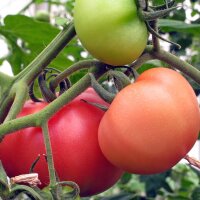 Vleestomaat St. Pierre (Solanum lycopersicum) zaden