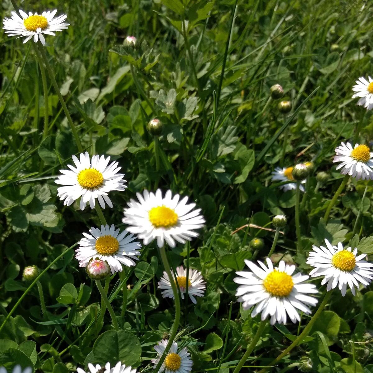 Madeliefje Bellis Perennis Duizendschoon Margrietje 1000 Zaden madeliefje-bellis-perennis-duizendschoon-margrietje-1000-zaden