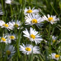 Madeliefje (Bellis perennis) zaden