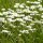 Madeliefje (Bellis perennis) zaden