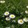 Madeliefje (Bellis perennis) zaden