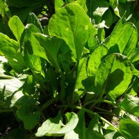 Veldzuring (Rumex acetosa) zaden