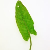 Veldzuring (Rumex acetosa) zaden